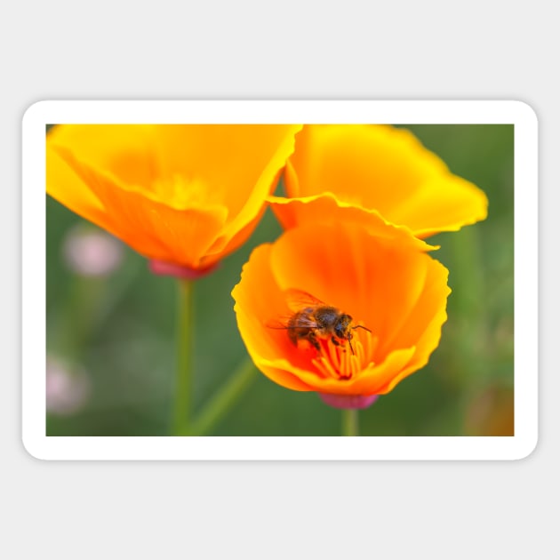 Bee and poppies Sticker by jvnimages